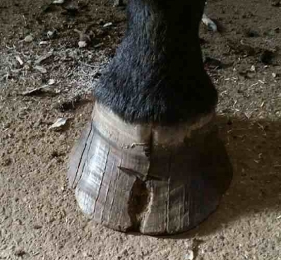 Hovspricka