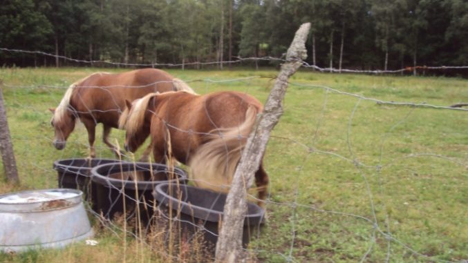 Olagligt staket - Taggtråd