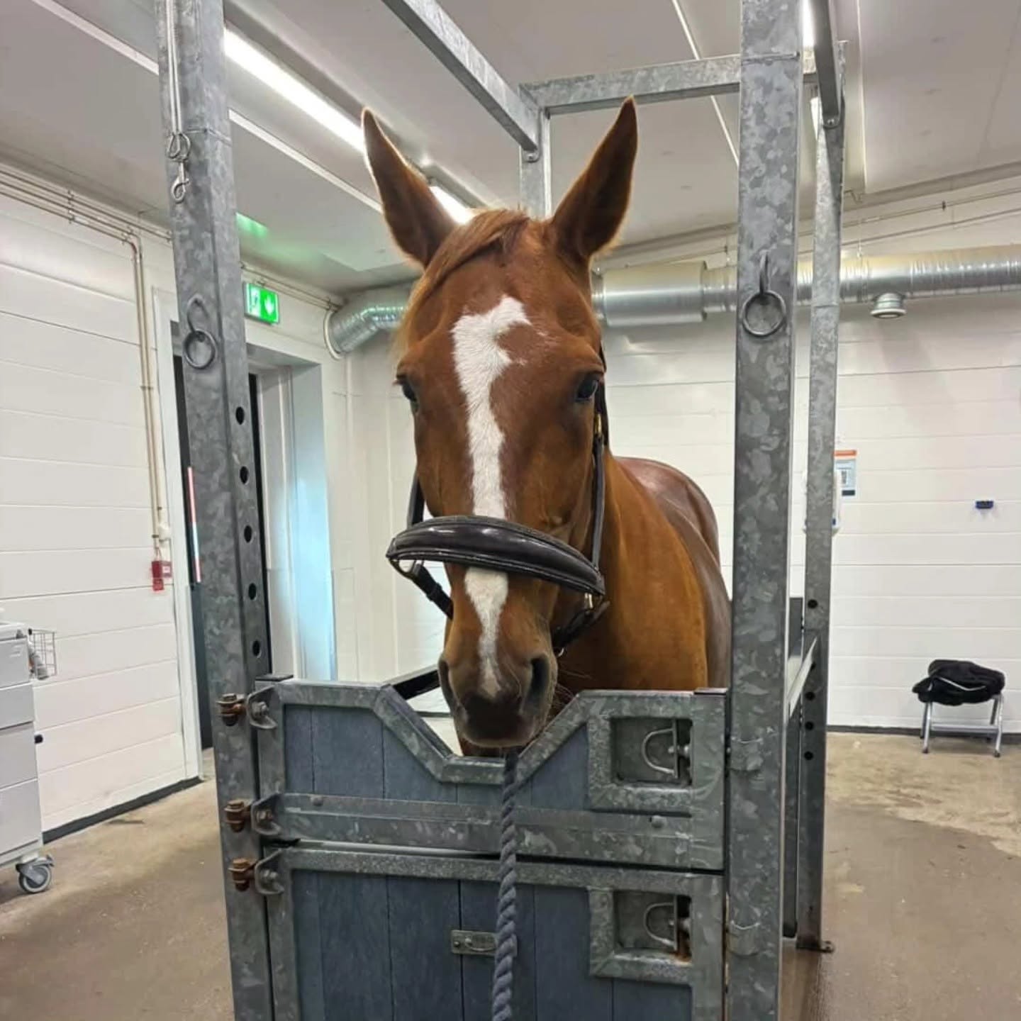 SHV Blue Boy. Klapphingst som fick åka in till veterinären då han hade koliksymtom och man misstänkte att hans testikel hade vandrat och lagt sig vid tarmarna. 